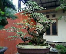 Bonsai Asem Jawa Juara